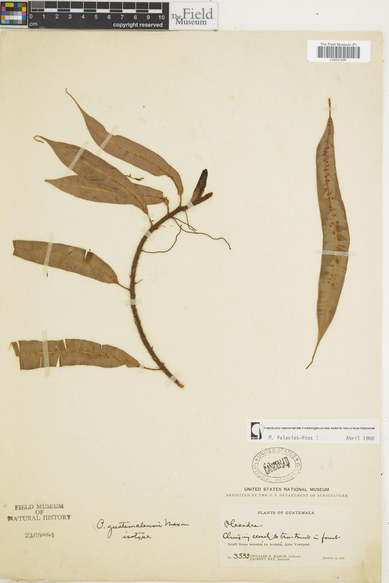 Oleandra guatemalensis
