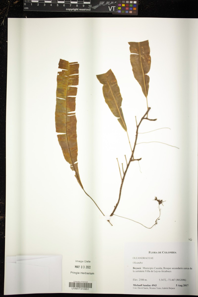 Oleandra lehmannii photo 5