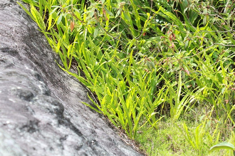 Oleandra musifolia