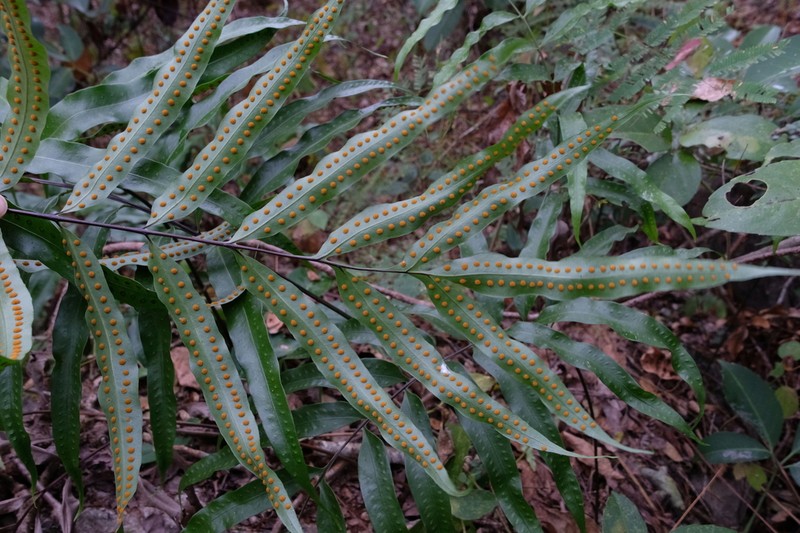 Oleandra musifolia photo 2
