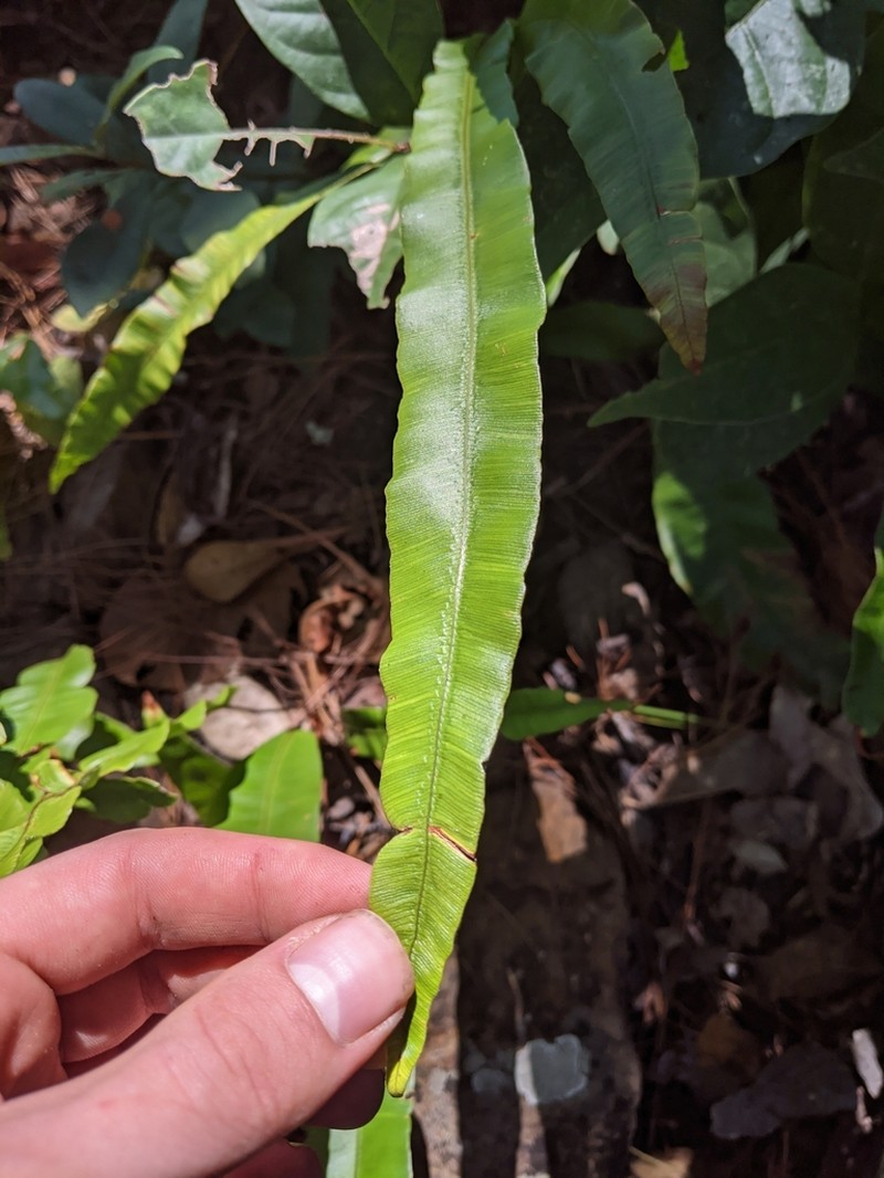 Oleandra musifolia photo 3