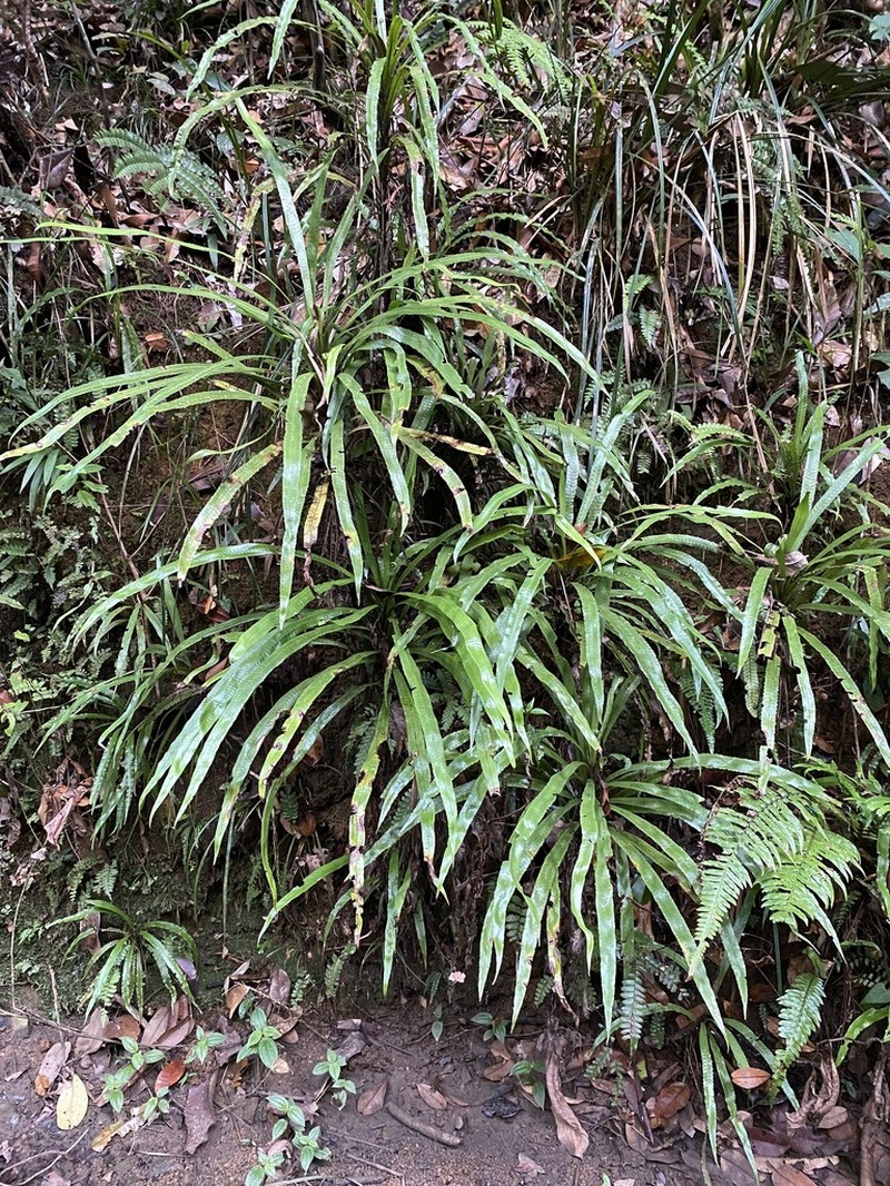 Oleandra musifolia photo 5