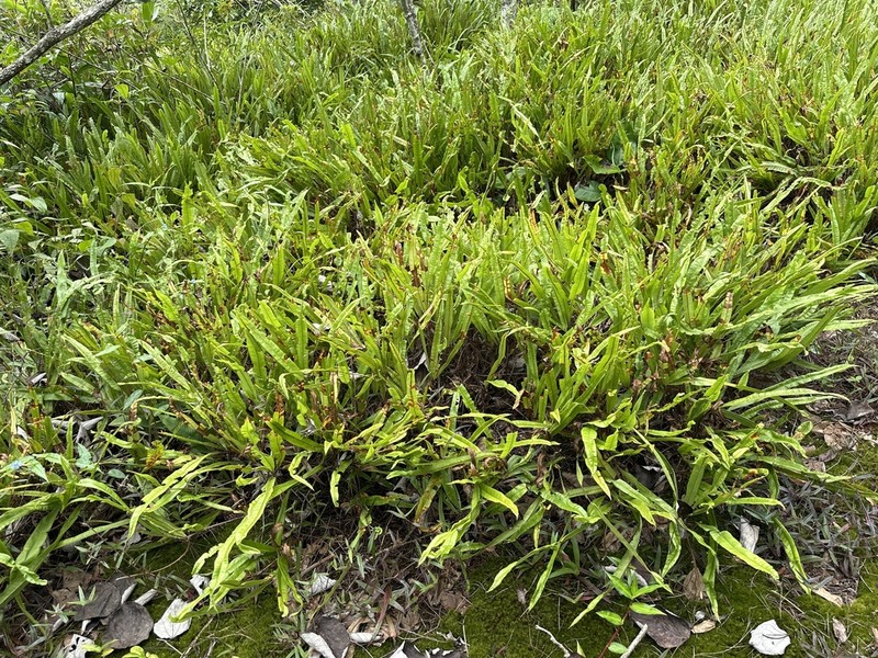 Oleandra musifolia photo 7