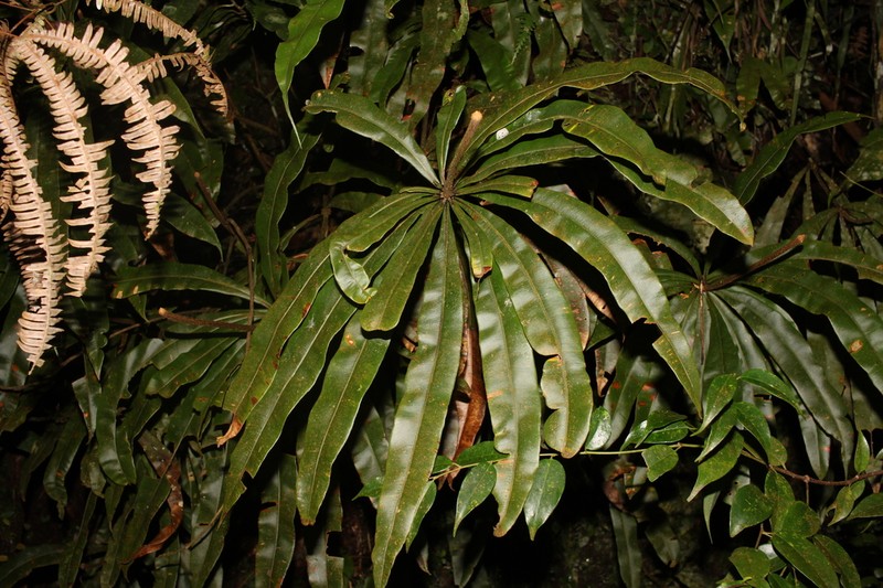 Oleandra neriiformis