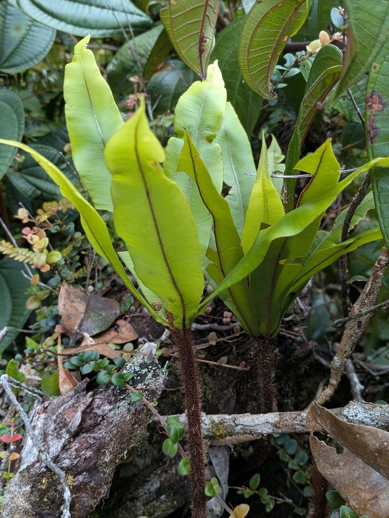 Oleandra neriiformis photo 2