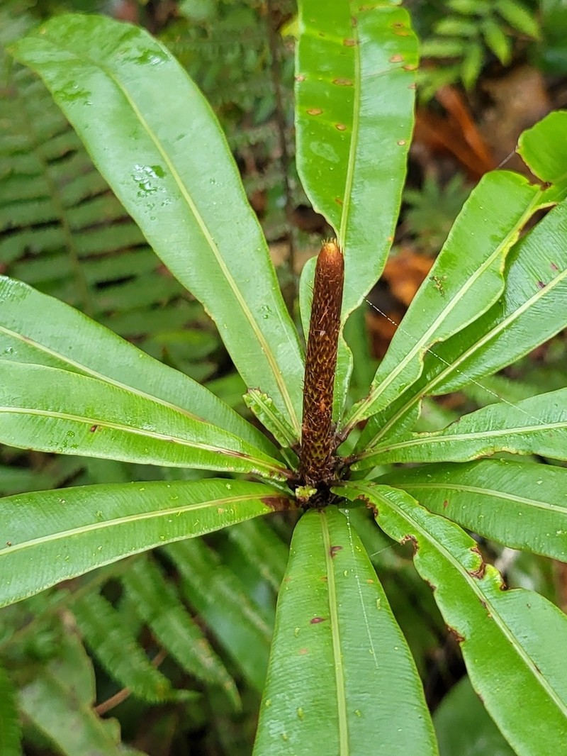 Oleandra neriiformis photo 3