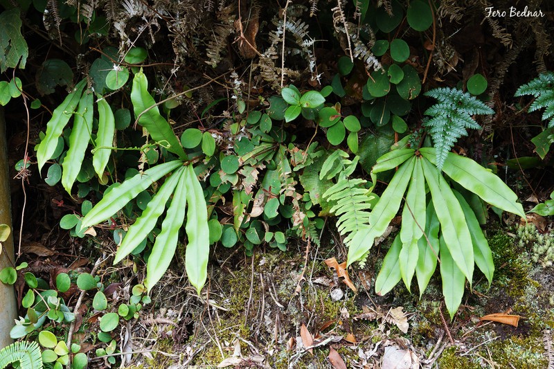 Oleandra neriiformis photo 4