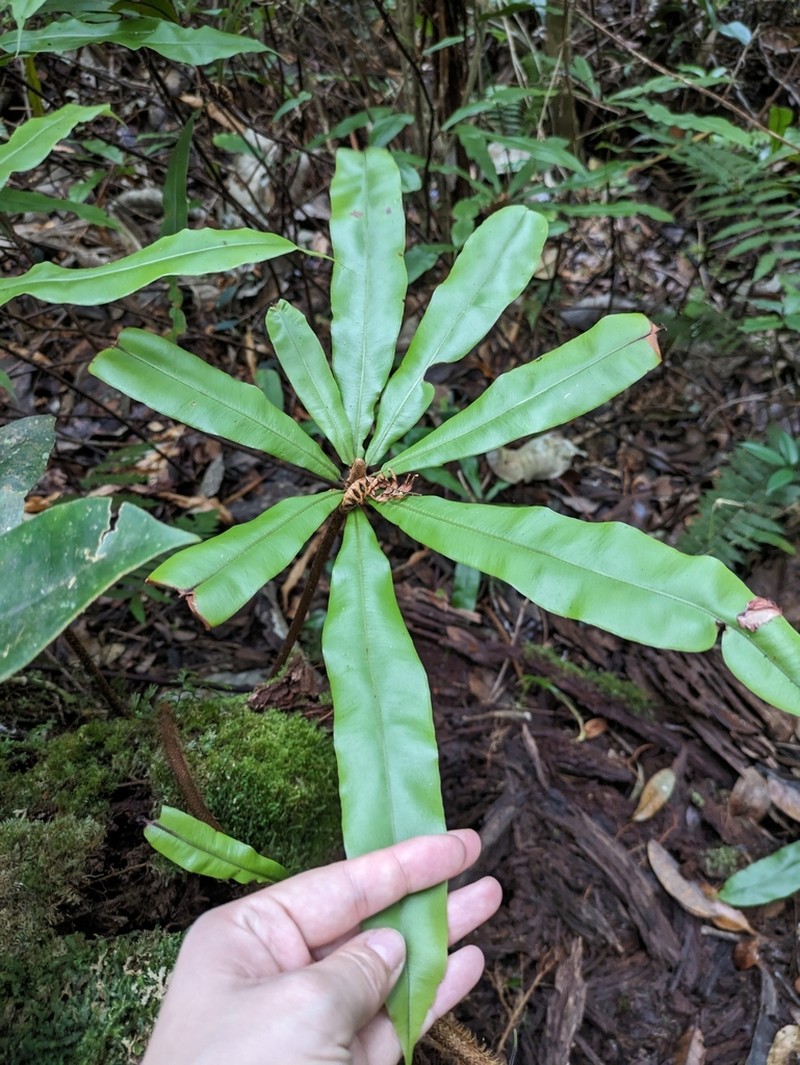 Oleandra neriiformis photo 5