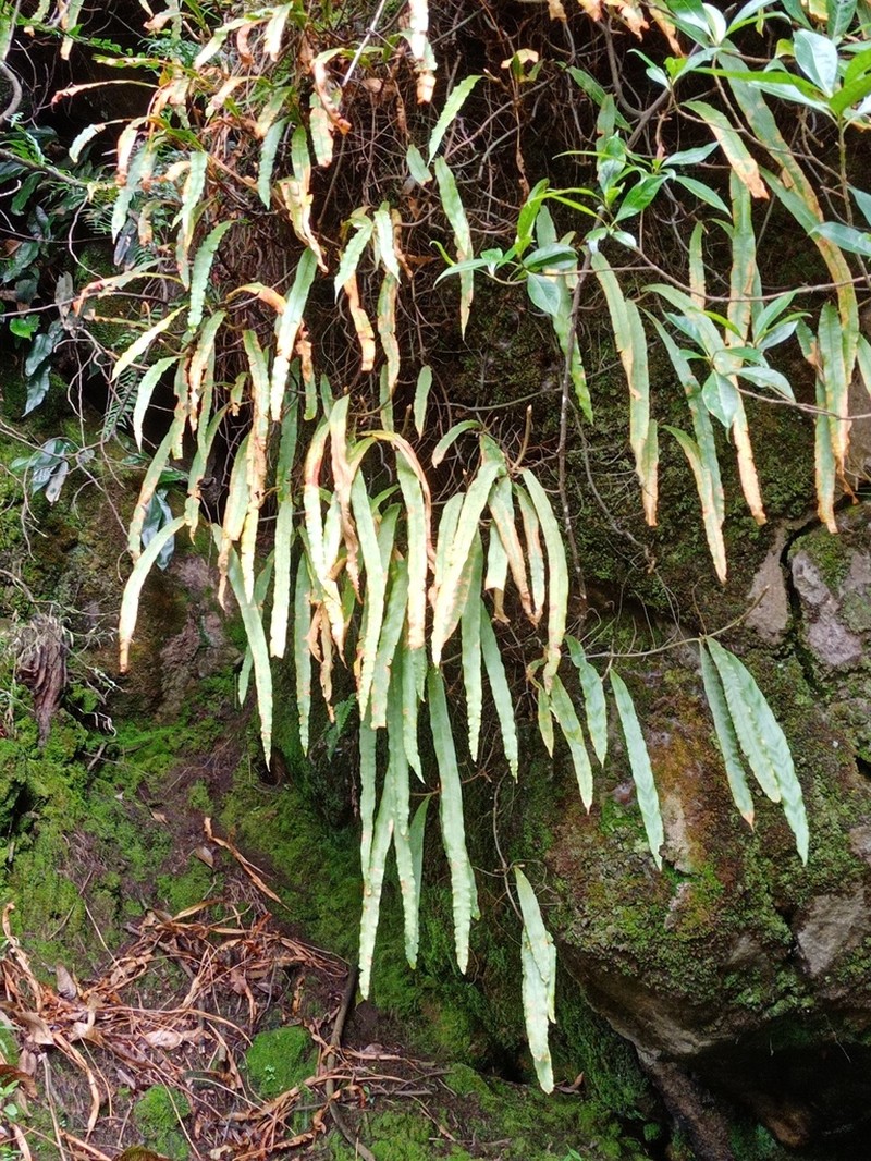 Oleandra neriiformis photo 6