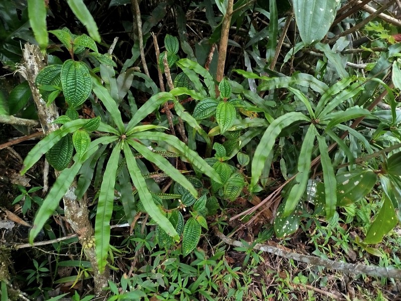 Oleandra neriiformis photo 7