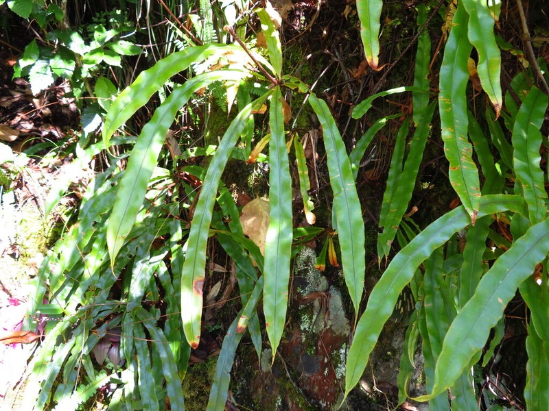 Oleandra neriiformis photo 8