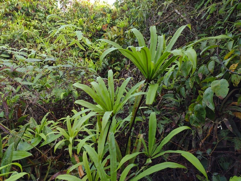 Oleandra pistillaris