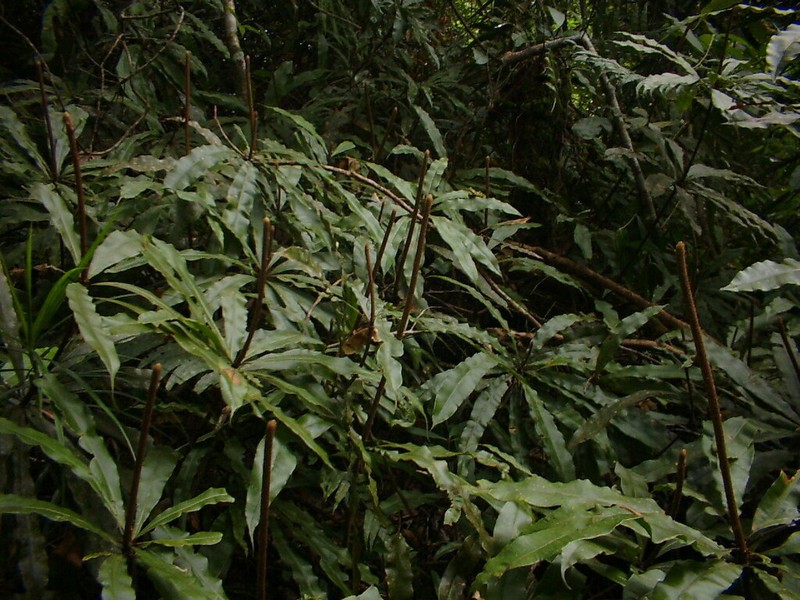 Oleandra pistillaris photo 2