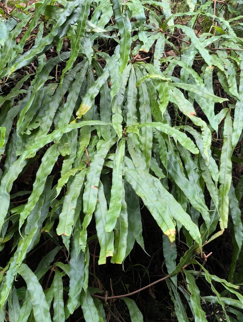 Oleandra pistillaris photo 3