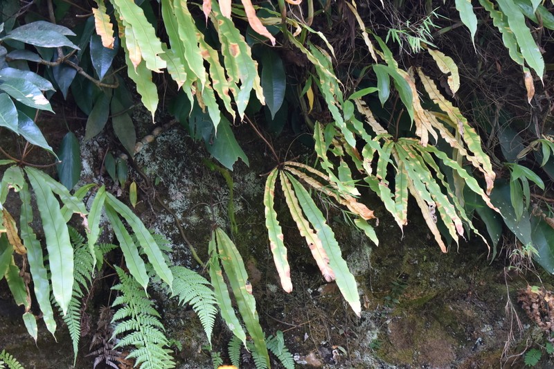 Oleandra pistillaris photo 4