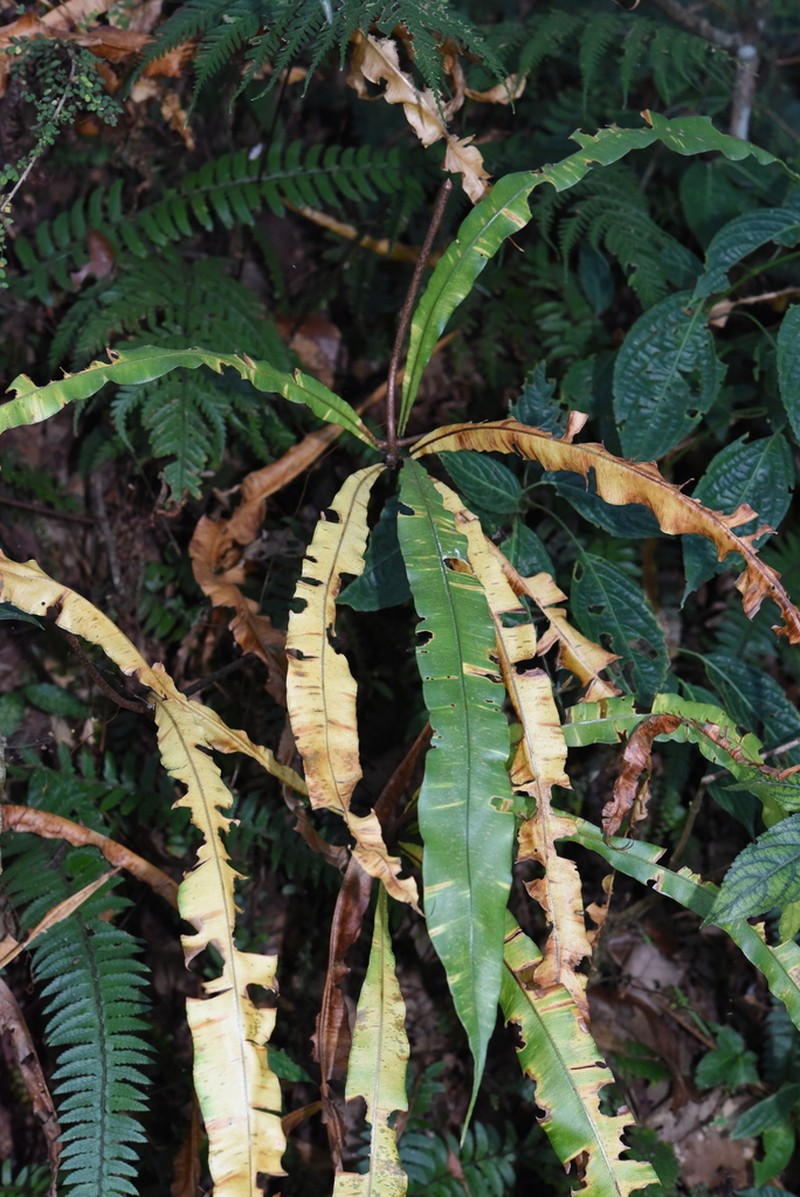 Oleandra pistillaris photo 5