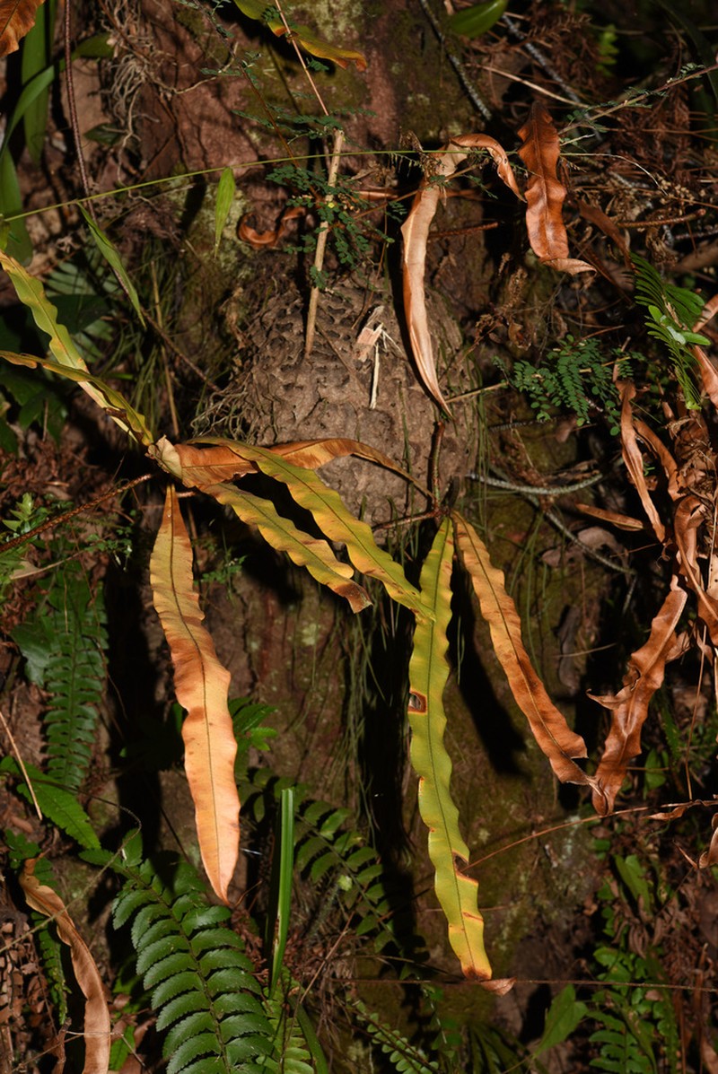 Oleandra pistillaris photo 6