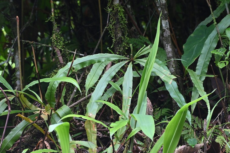 Oleandra pistillaris photo 7