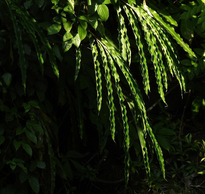 Oleandra pistillaris photo 8