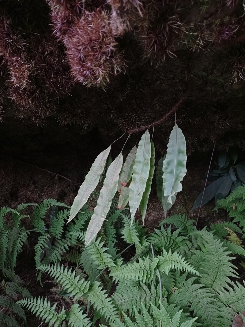 Oleandra quartziticola