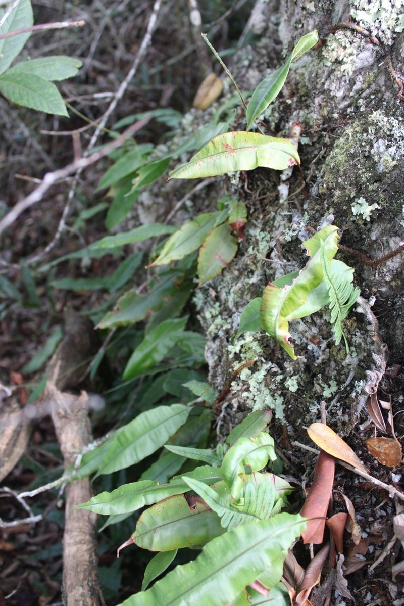 Oleandra quartziticola photo 2