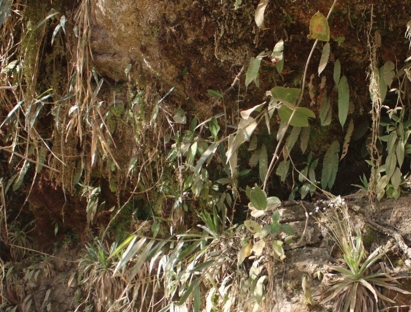 Oleandra quartziticola photo 3