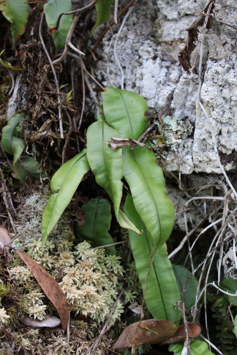Oleandra quartziticola photo 4