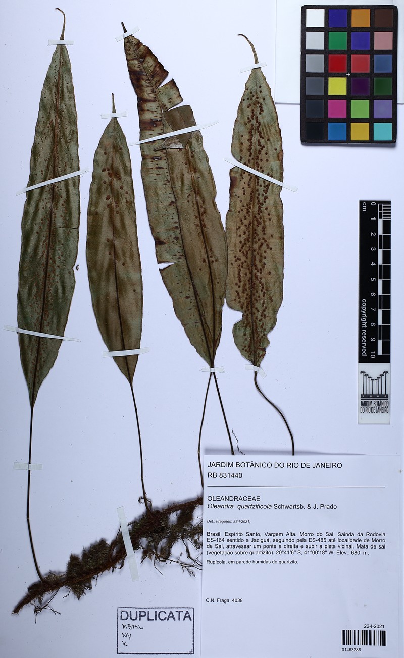 Oleandra quartziticola photo 5