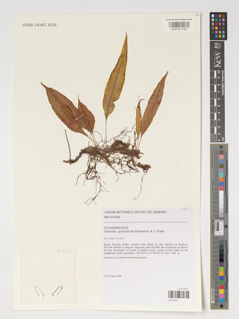 Oleandra quartziticola photo 6