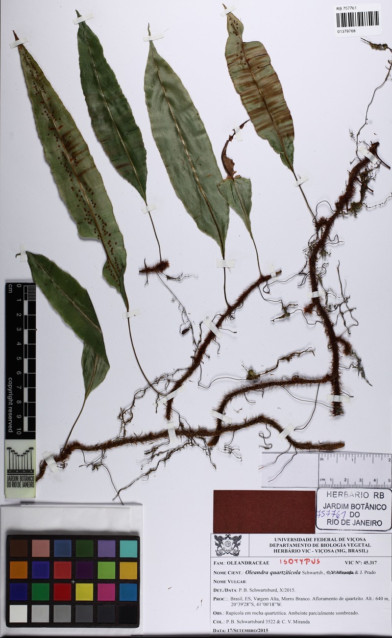 Oleandra quartziticola photo 7