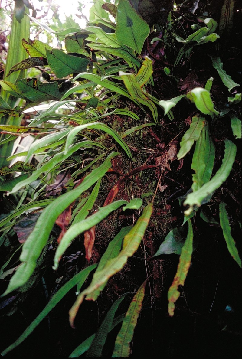 Oleandra sibbaldii photo 2