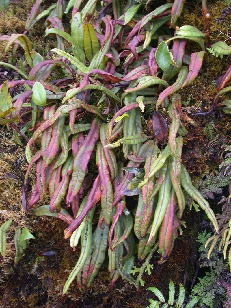 Oleandra sibbaldii photo 3