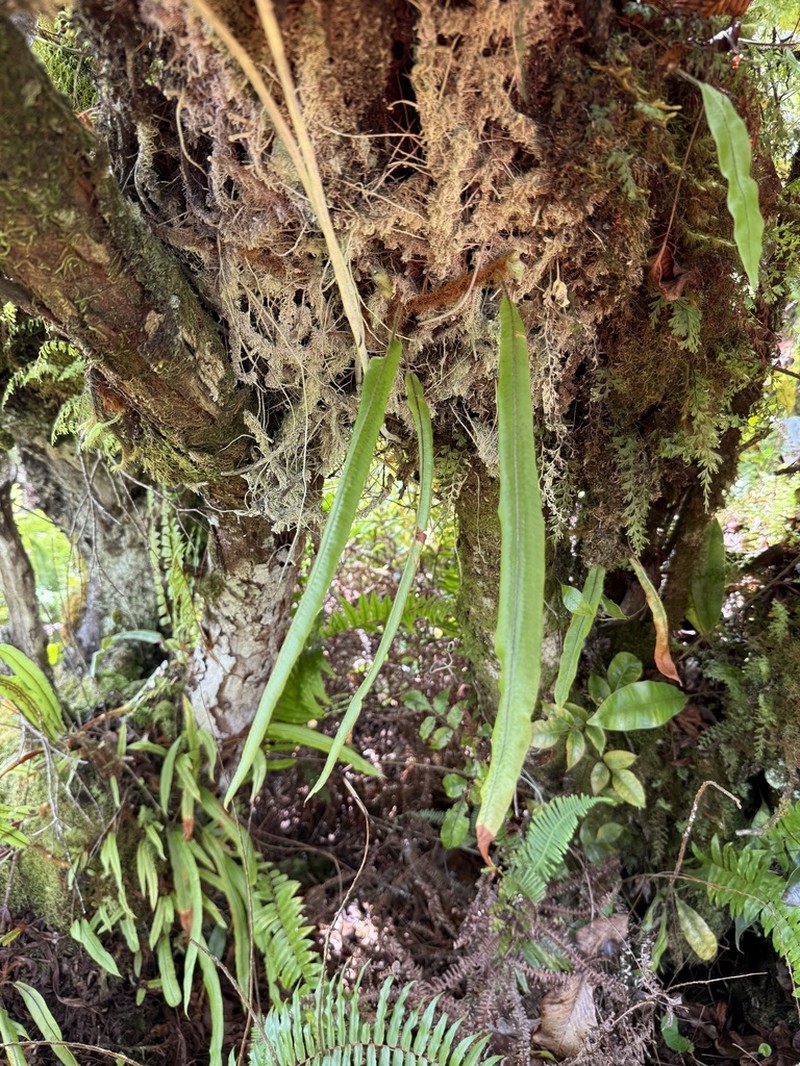 Oleandra sibbaldii photo 4