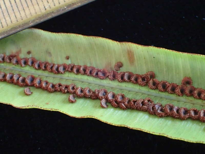 Oleandra sibbaldii photo 5