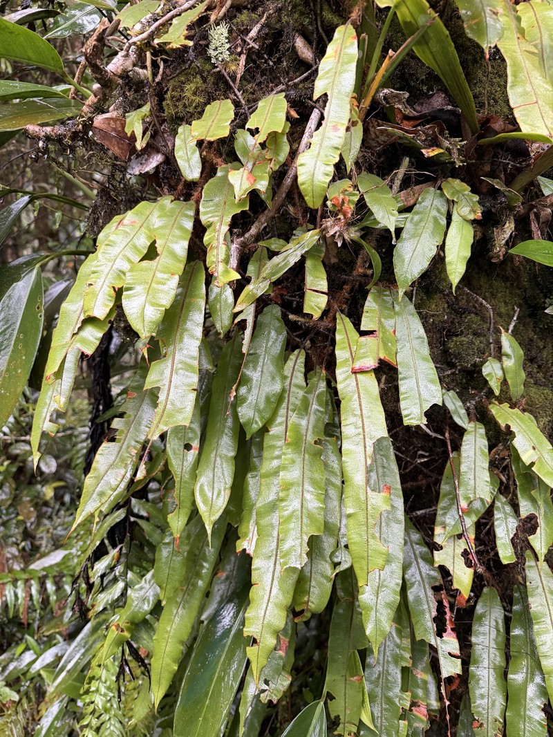 Oleandra sibbaldii photo 6