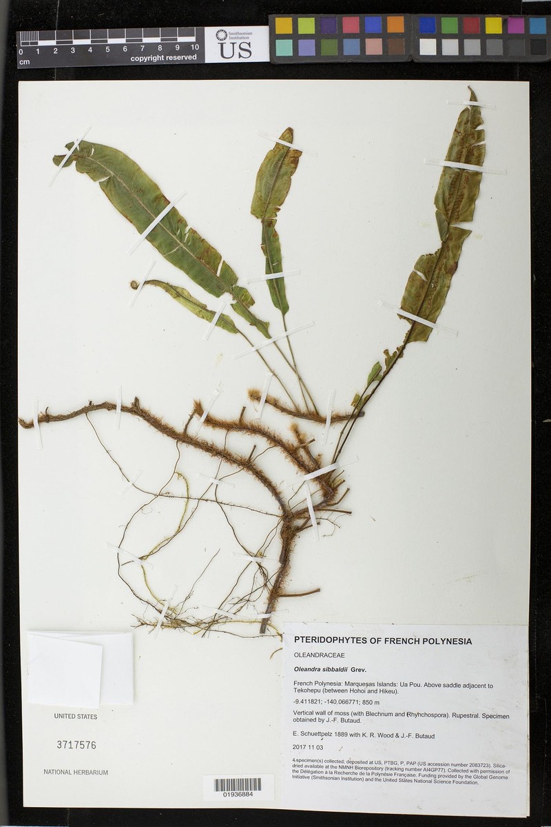 Oleandra sibbaldii photo 8