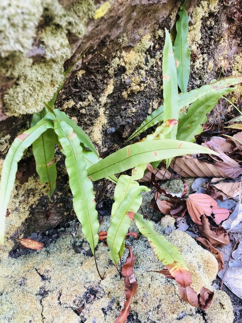 Oleandra undulata