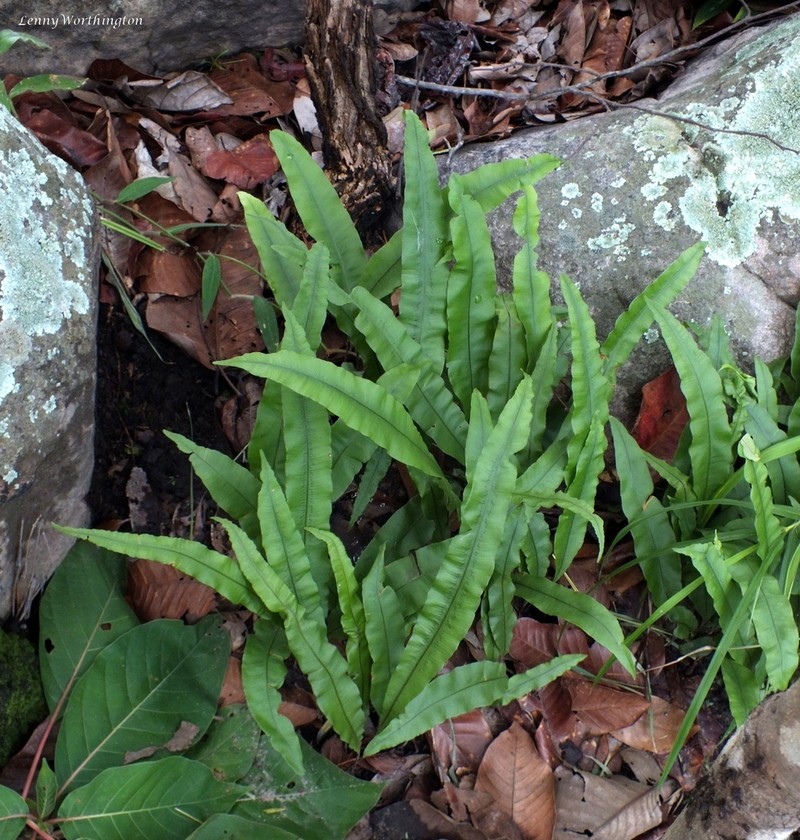 Oleandra undulata photo 2