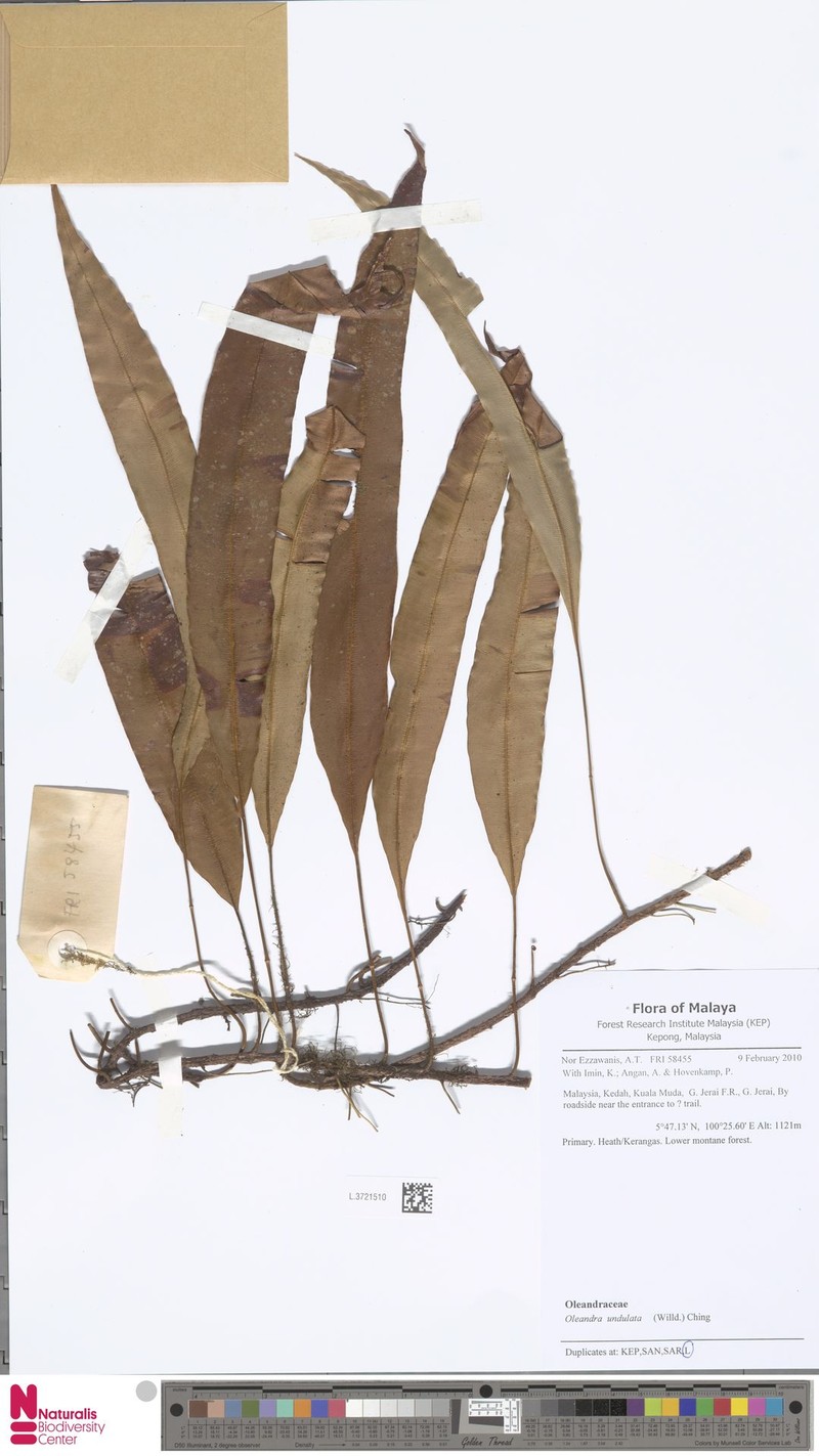 Oleandra undulata photo 4