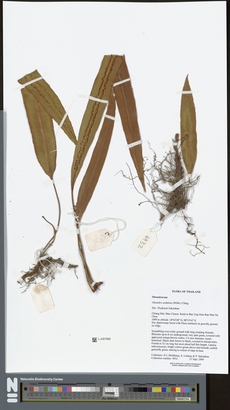 Oleandra undulata photo 5