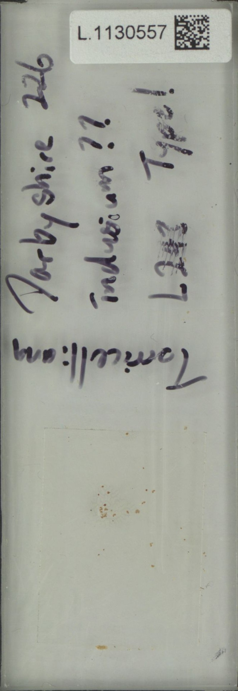 Oleandra vulpina photo 2