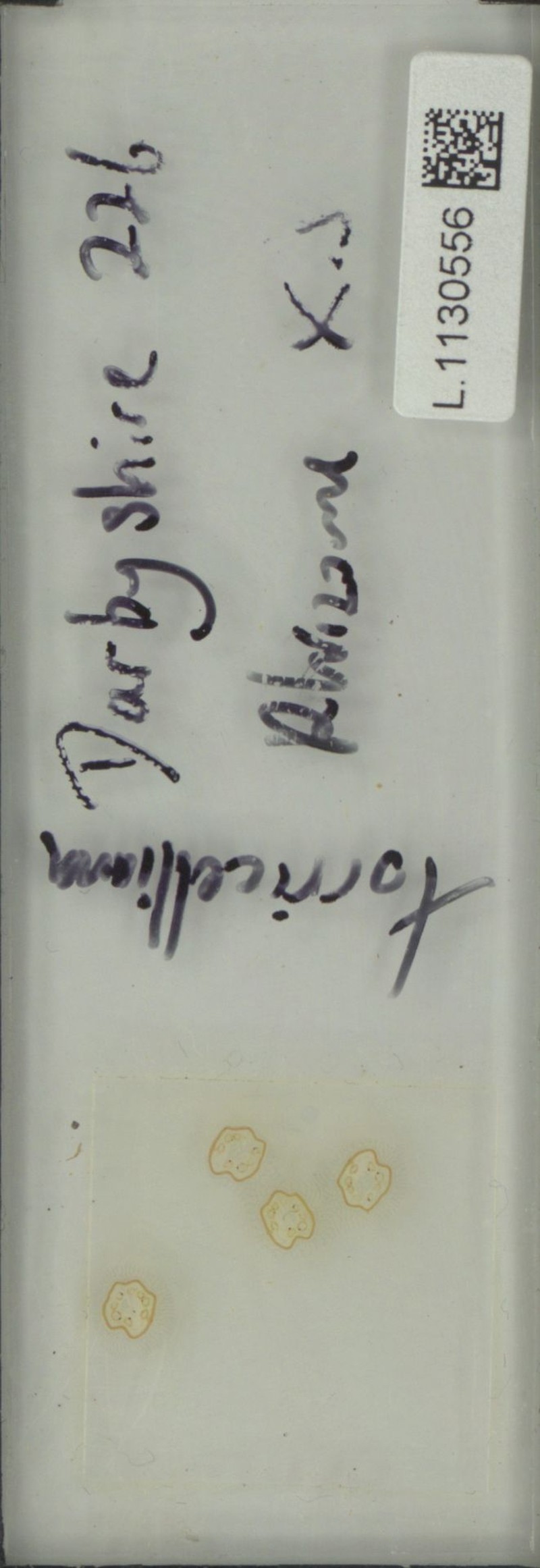 Oleandra vulpina photo 4