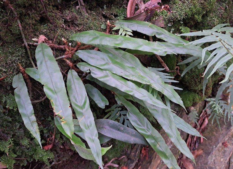 Oleandra wallichii