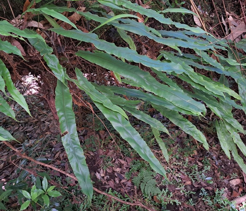 Oleandra wallichii photo 6