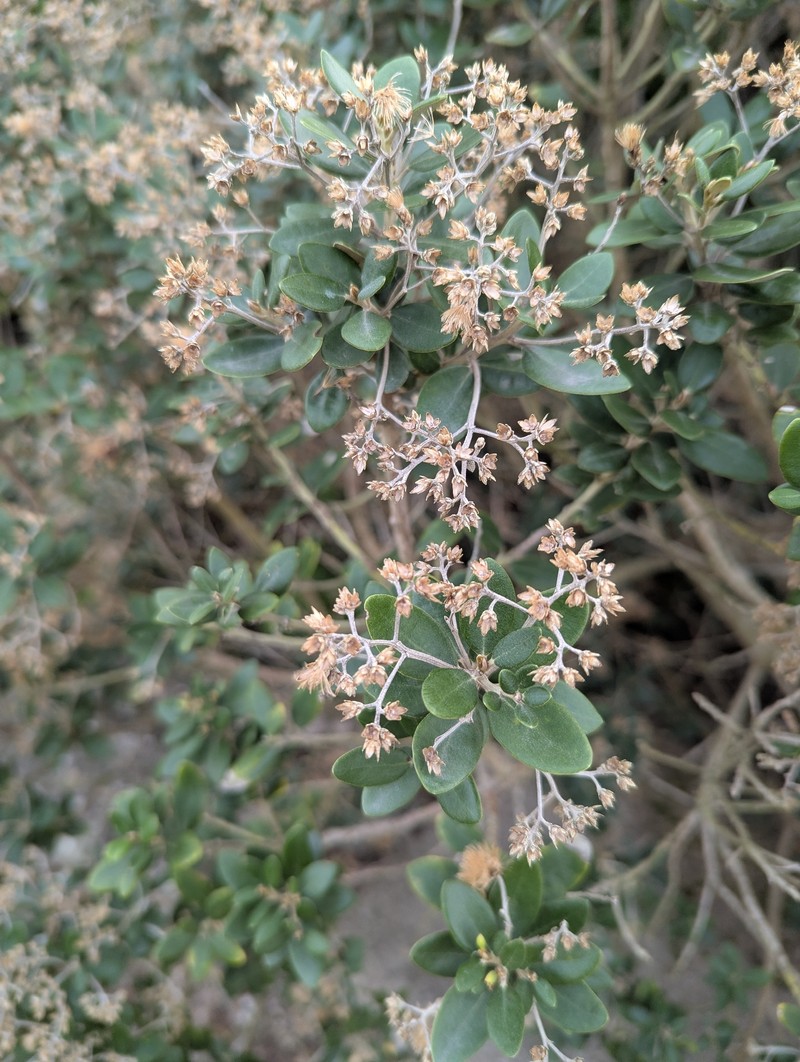 Olearia × haastii