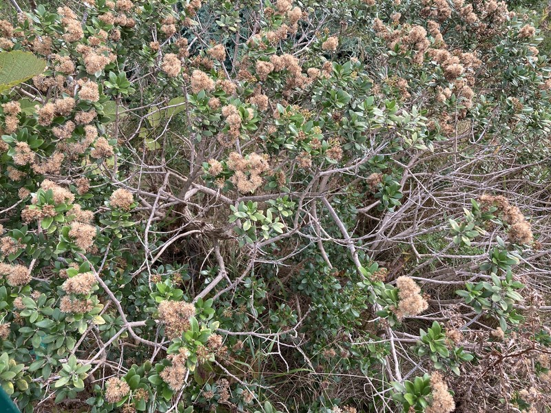 Olearia × haastii photo 2