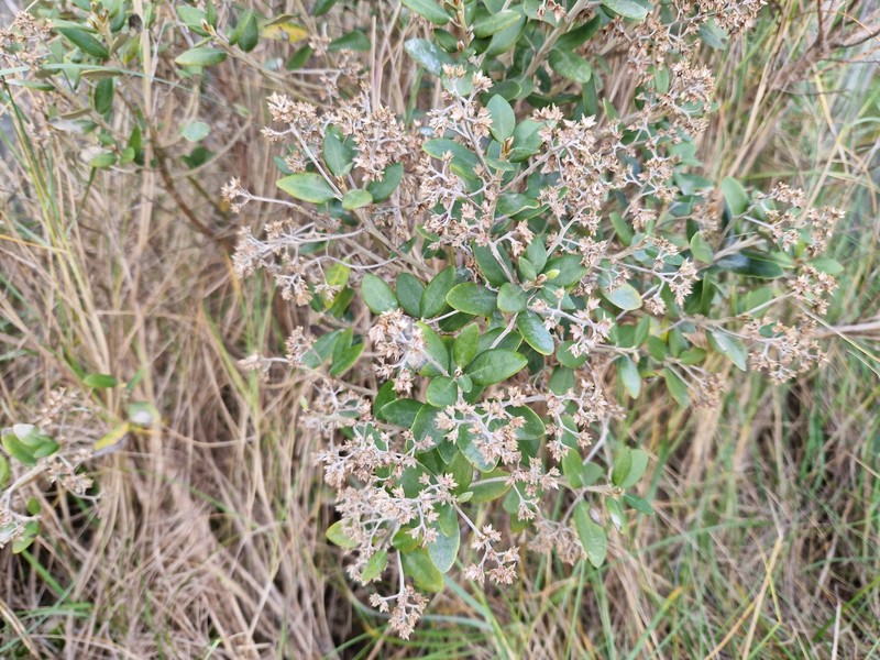 Olearia × haastii photo 3