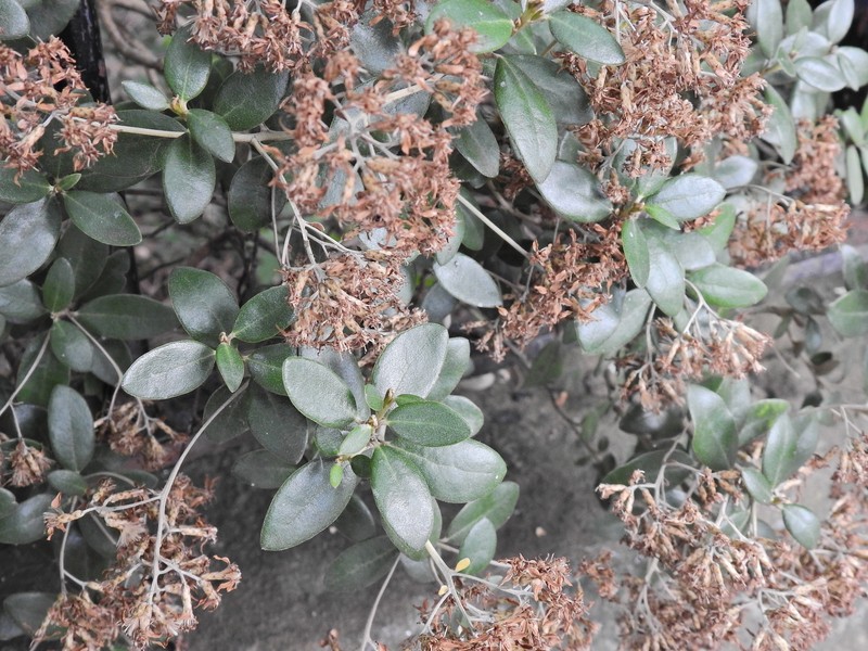 Olearia × haastii photo 4