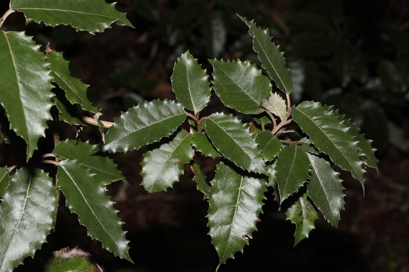 Olearia × macrodonta photo 2