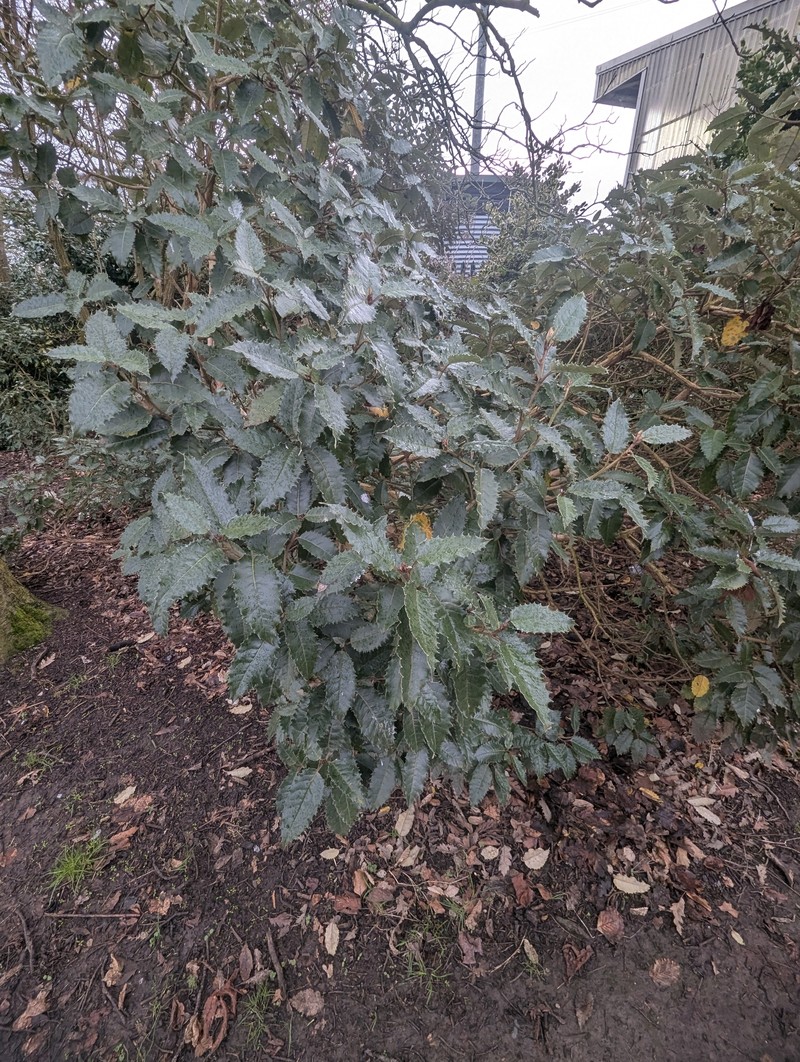 Olearia × macrodonta photo 4